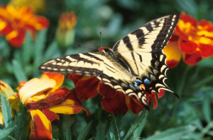 butterflies