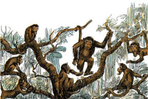 Monkeys
