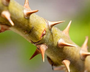 thorns