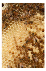Bees