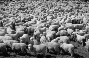 Sheep without a shepherd