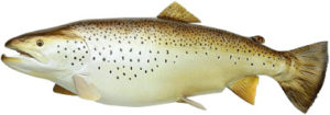 Trout