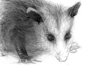 Opossum