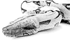 A constricting Boa