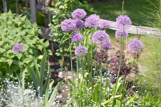 Flower Bed