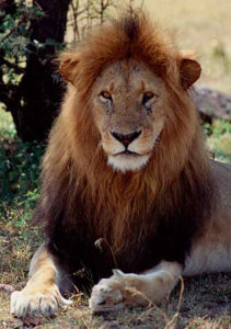 Lion
