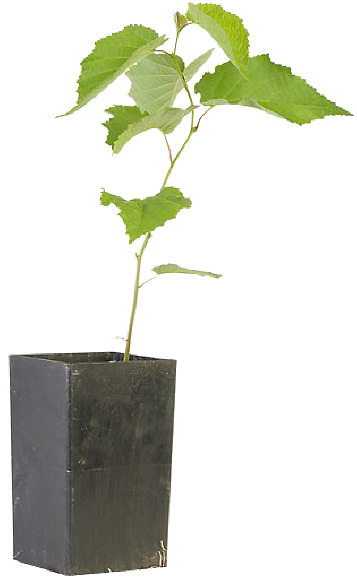sapling