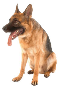 German shepherd