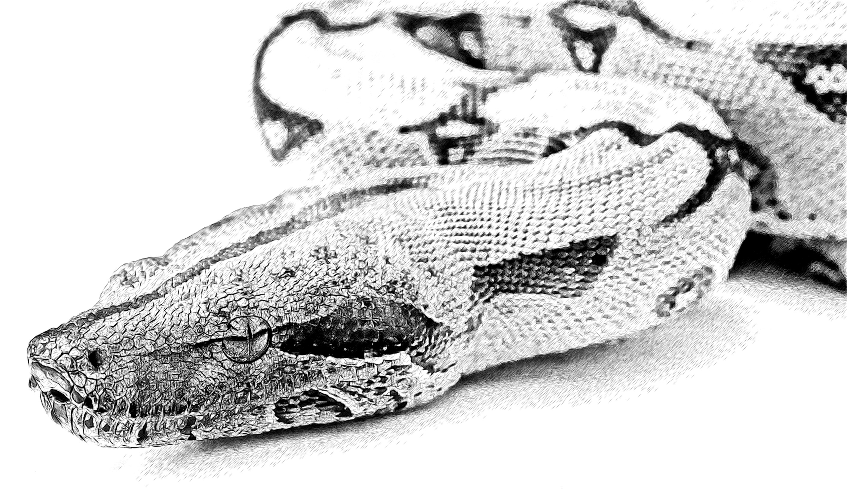 A constricting Boa