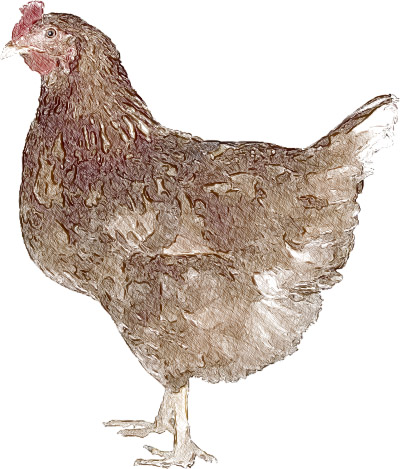 Chicken