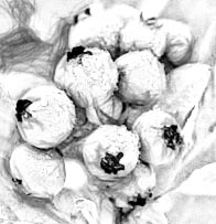 Bllueberries