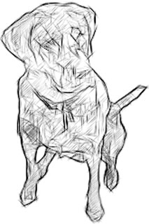 Labrador