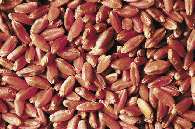 Wheat seeds